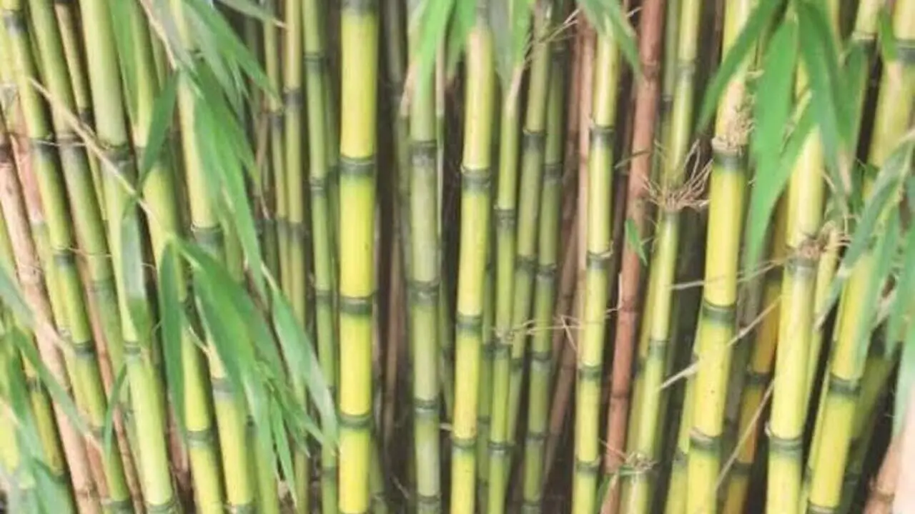 How to Dispose of Bamboo Products [A Complete Guide]