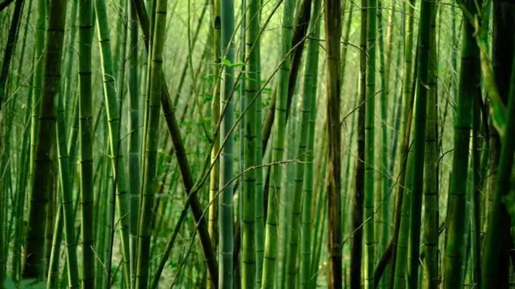 bamboo trees