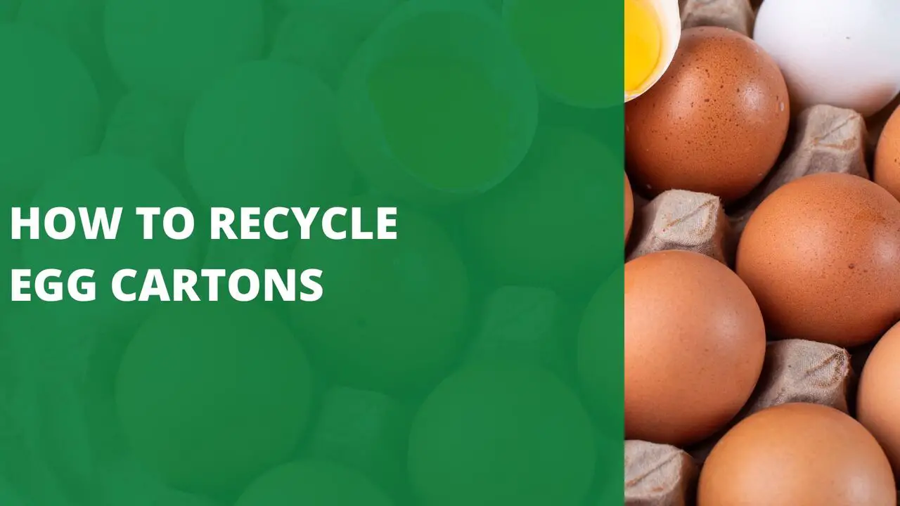 How To Recycle Egg Cartons